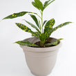 Load image into Gallery viewer, Croton Gold Dust Live Plant