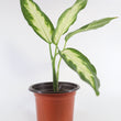 Load image into Gallery viewer, Dieffenbachia Plant in a Yellow Ceramic Flower Pot