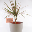 Load image into Gallery viewer, Dracaena Marginata Bush 'Colorama' Live Plant in Gray Ceramic Nursery Pot