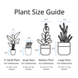 Load image into Gallery viewer, Aloe Nobilis 'Gold Tooth Aloe' Succulent Plant in White Glass Coral Pattern Plant Pot