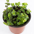 Load image into Gallery viewer, Creeping Inch Plant - Live Plant