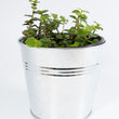 Load image into Gallery viewer, Creeping Inch Plant - Live Plant