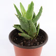 Load image into Gallery viewer, Aloe Nobilis 'Gold Tooth Aloe' Succulent Plant in White Glass Coral Pattern Plant Pot