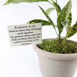 Load image into Gallery viewer, Croton Gold Dust Live Plant