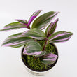 Load image into Gallery viewer, Tradescantia 'Albiflora' Nanouk Live Plant in "Grow In The Lord" Nursery Pot