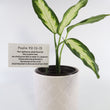 Load image into Gallery viewer, Dieffenbachia Plant in a White Glass Coral Pattern Plant Pot
