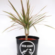 Load image into Gallery viewer, Dracaena Marginata Bush 'Colorama' in a Seek Jesus Black Nursery Pot