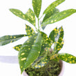 Load image into Gallery viewer, Croton Gold Dust Live Plant