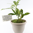 Load image into Gallery viewer, Croton Gold Dust Live Plant