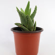Load image into Gallery viewer, Aloe Nobilis 'Gold Tooth Aloe' Succulent Plant in White Glass Coral Pattern Plant Pot