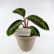 Load image into Gallery viewer, Calathea Jungle Velvet Plant