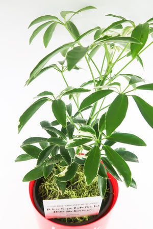 Umbrella Schefflera Plant In "Love Is Patient" Nursery Pot