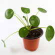 Load image into Gallery viewer, Pilea Peperomioides Live Plant in a Yellow Ceramic Flower Pot

