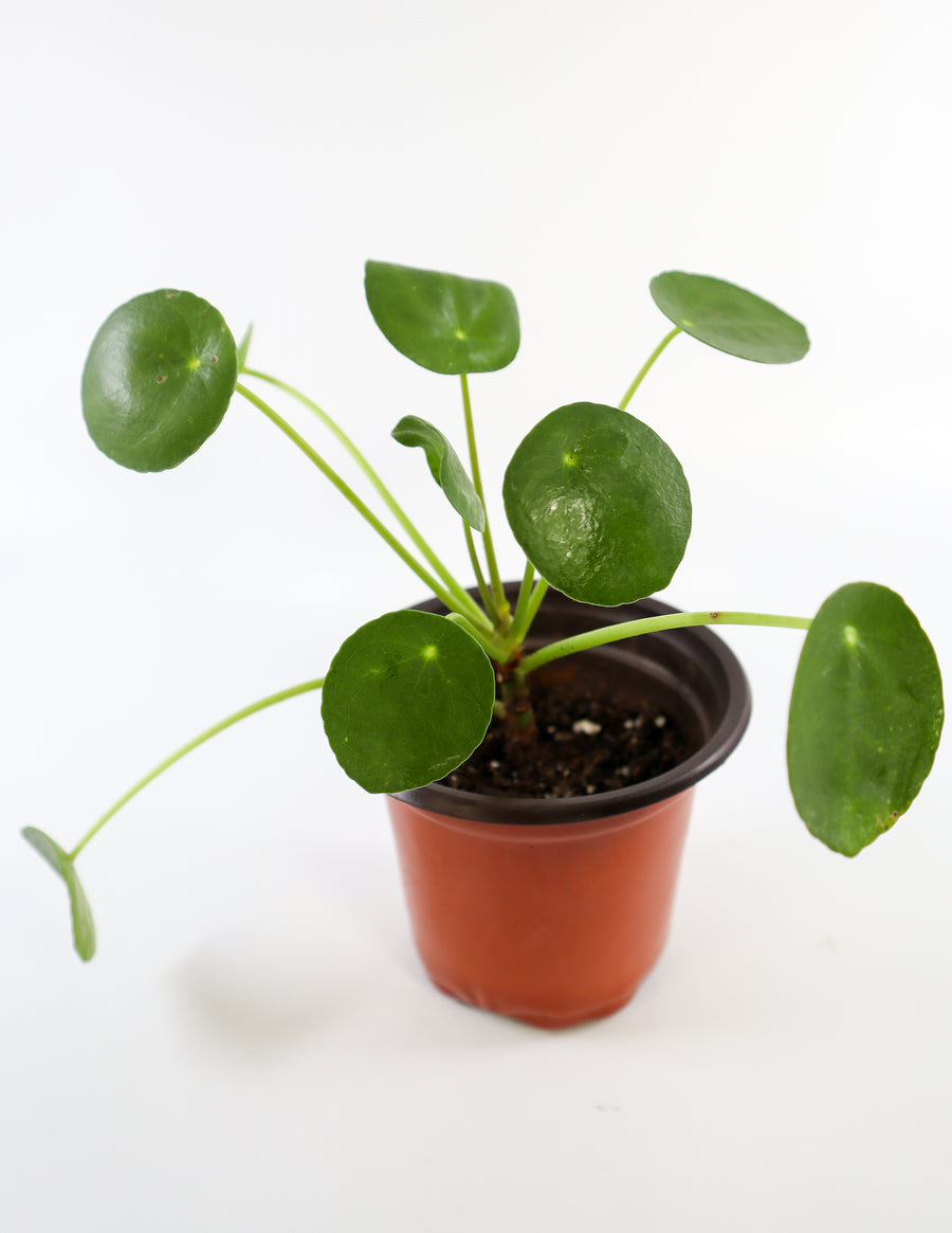 Pilea Peperomioides Live Plant in Ceramic White Retro Pot