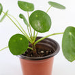Load image into Gallery viewer, Pilea Peperomioides Live Plant in a Yellow Ceramic Flower Pot
