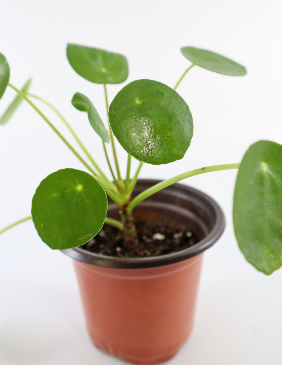 Pilea Peperomioides Live Plant in Ceramic White Retro Pot