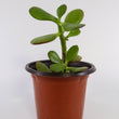 Load image into Gallery viewer, Jade Succulent Plant in &quot;Jesus Loves Me&quot; Planter
