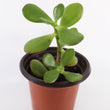 Load image into Gallery viewer, Jade Succulent Plant in Ceramic White Retro Pot

