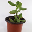 Load image into Gallery viewer, Jade Succulent Plant in Ceramic White Retro Pot
