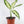 Load image into Gallery viewer, Dieffenbachia Plant in a Yellow Ceramic Flower Pot
