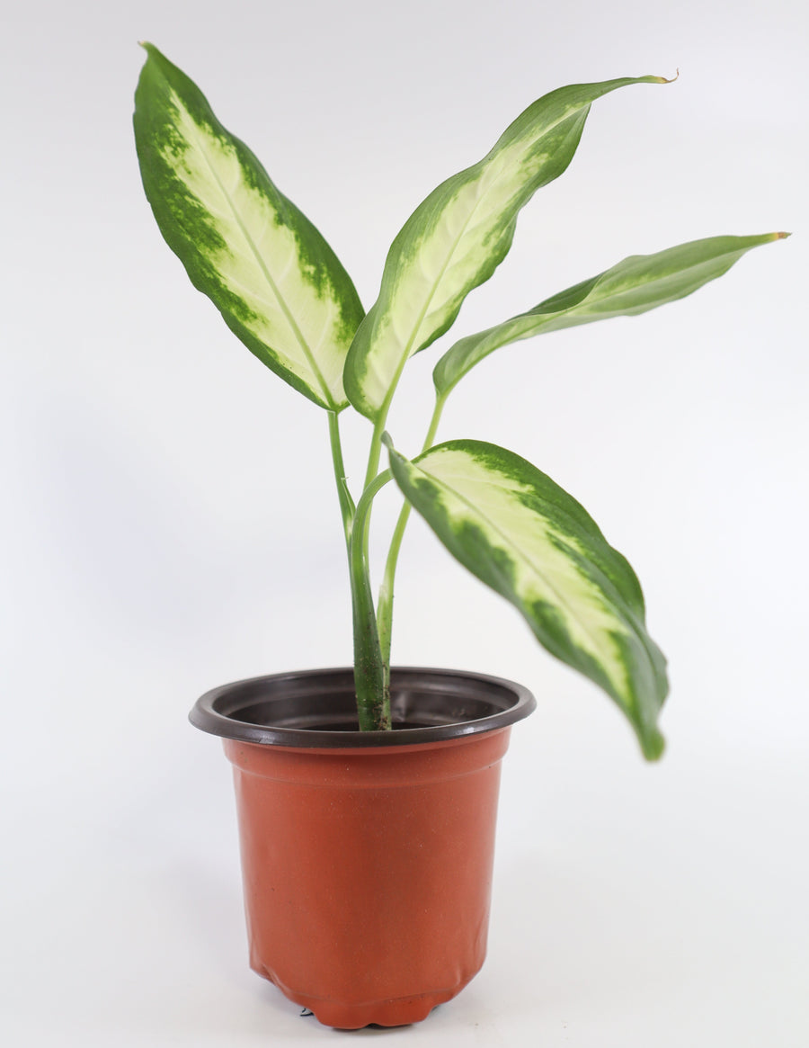 Dieffenbachia Plant in a Yellow Ceramic Flower Pot