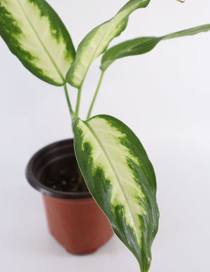 Dieffenbachia Plant in a Yellow Ceramic Flower Pot