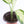 Load image into Gallery viewer, Dieffenbachia Plant in a White Glass Coral Pattern Plant Pot
