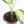Load image into Gallery viewer, Dieffenbachia Plant in a Yellow Ceramic Flower Pot
