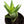 Load image into Gallery viewer, Aloe Nobilis &#39;Gold Tooth Aloe&#39; Succulent Plant in White Glass Coral Pattern Plant Pot
