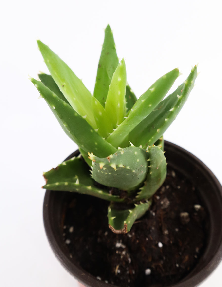 Aloe Nobilis 'Gold Tooth Aloe' Succulent Plant in Silver Plant Pot