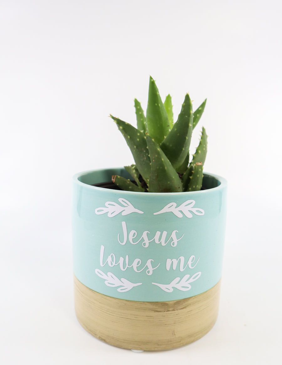 Aloe Nobilis 'Gold Tooth Aloe' Succulent Plant in "Jesus Loves Me" Planter