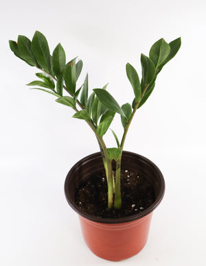 ZZ Plant in a Gray Ceramic Nursery Pot