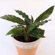 Load image into Gallery viewer, Furry Feather Calathea Live Plant in a &#39;Grow with God&#39; Ceramic Clay Planter
