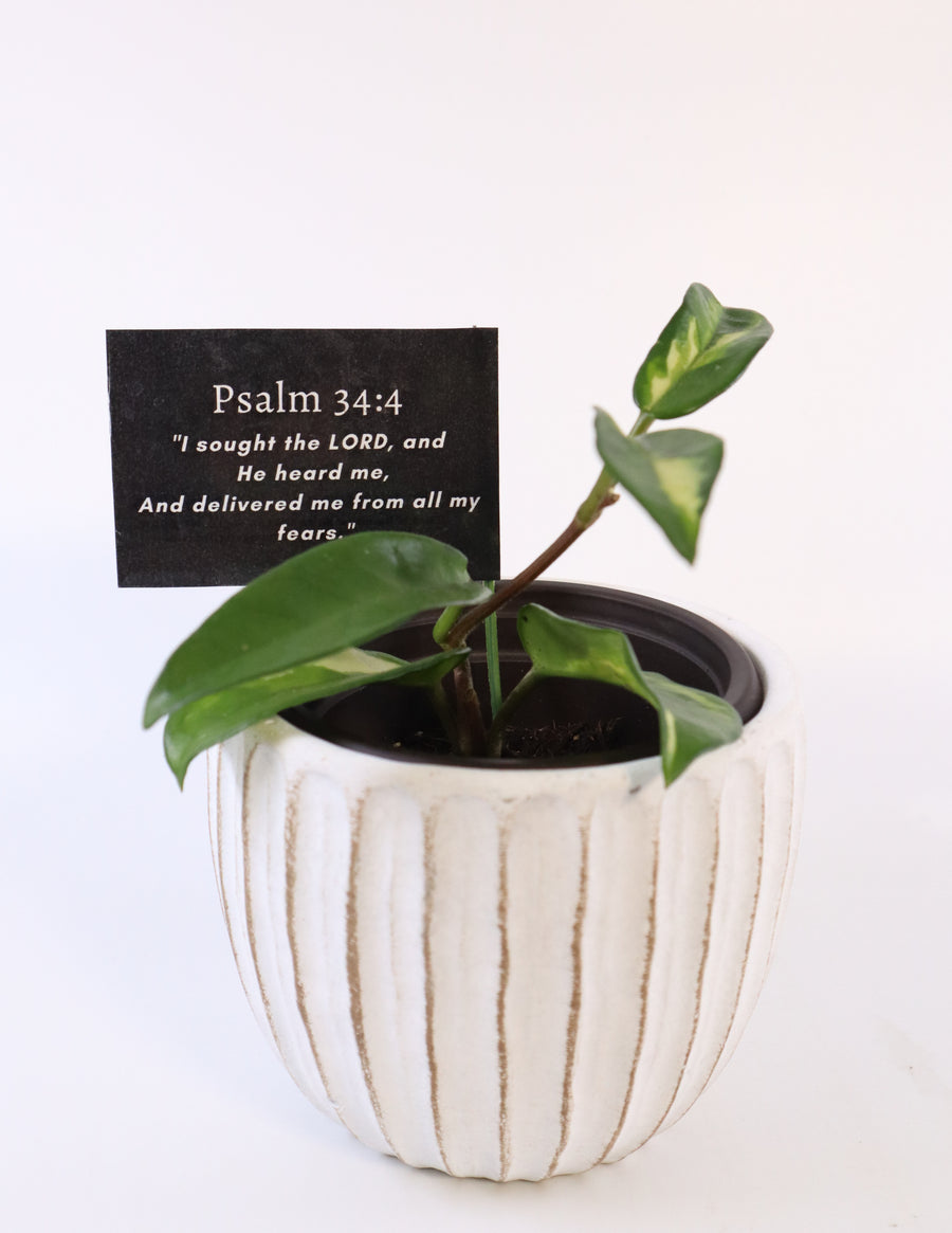 Hoya Krimson Princess Live Plant in Modern White Ceramic Plant Pot