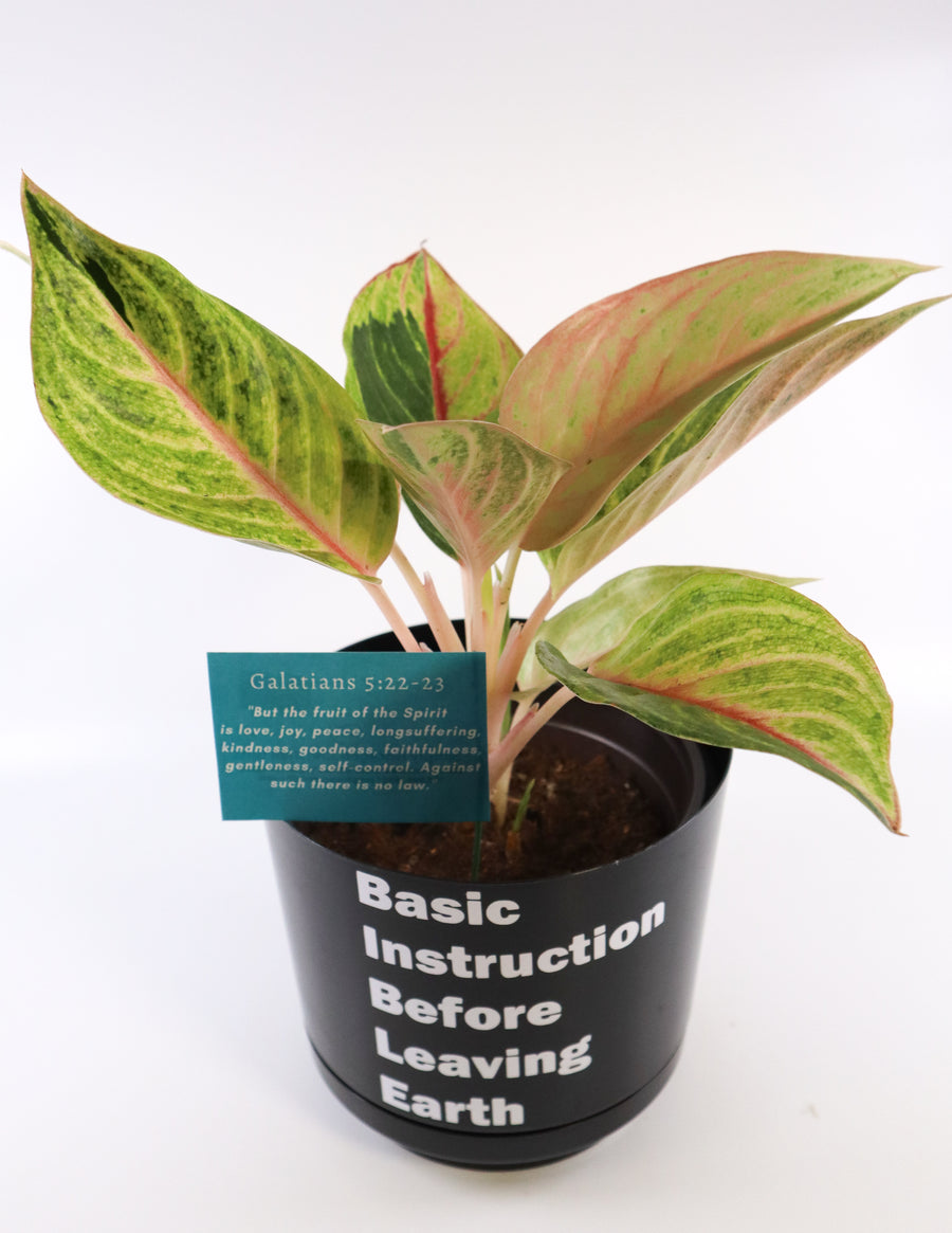 Pink Aglaonema Plant