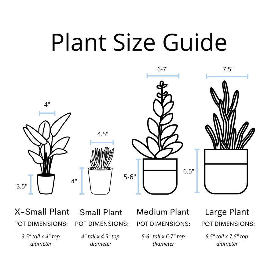 Tradescantia 'Albiflora' Nanouk Live Plant in "Seek First The Kingdom Of God" Nursery Pot