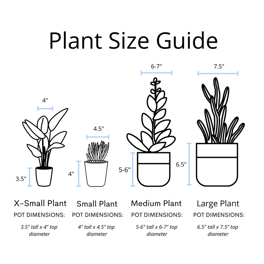 Creeping Inch Plant - Live Plant