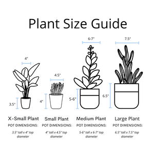 Baby Rubberplant - Live Plant
