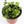 Load image into Gallery viewer, Creeping Inch Plant - Live Plant
