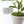 Load image into Gallery viewer, Croton Gold Dust Live Plant
