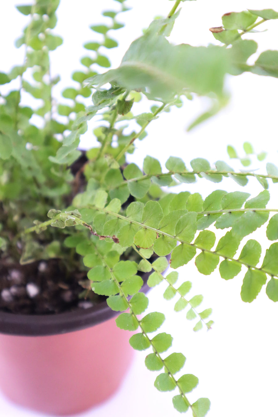 Ladder Fern Plant in a Square Bamboo Planter