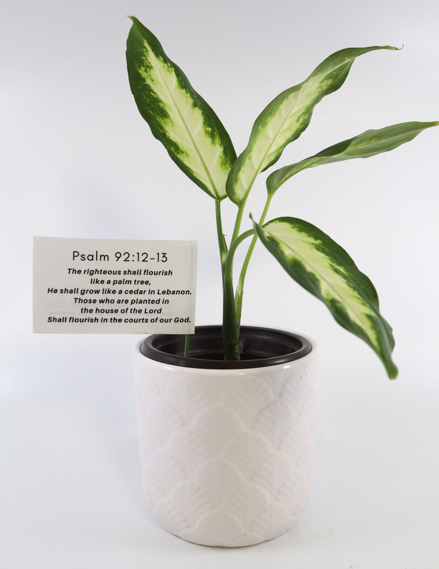 Dieffenbachia Plant in a White Glass Coral Pattern Plant Pot