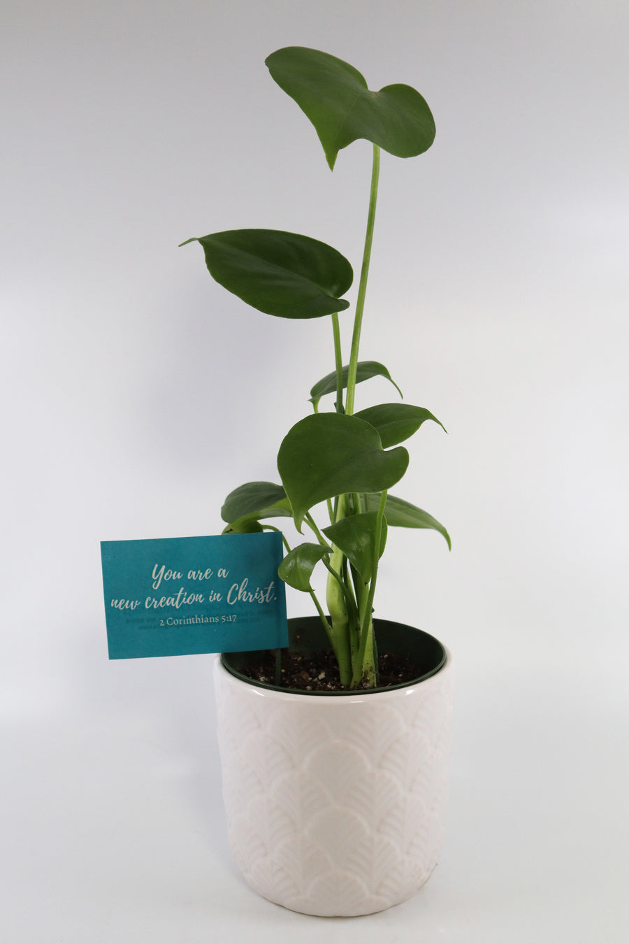 Monstera Deliciosa Plant in a White Glass Coral Pattern Plant Pot