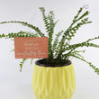 Load image into Gallery viewer, Ladder Fern Plant in a Yellow Ceramic Flower Pot
