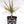 Load image into Gallery viewer, Dracaena Marginata Bush &#39;Colorama&#39; in a Seek Jesus Black Nursery Pot
