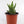 Load image into Gallery viewer, Aloe Nobilis &#39;Gold Tooth Aloe&#39; Succulent Plant in White Glass Coral Pattern Plant Pot
