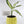 Load image into Gallery viewer, Dieffenbachia Plant in a Yellow Ceramic Flower Pot
