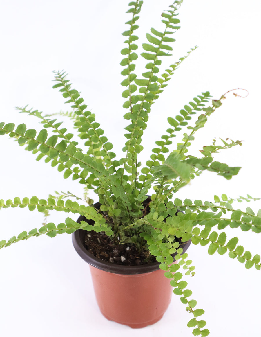 Ladder Fern Plant in a Square Bamboo Planter