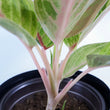 Load image into Gallery viewer, Pink Aglaonema Plant
