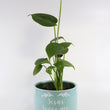 Load image into Gallery viewer, Monstera Deliciosa Plant in &quot;Jesus Loves Me&quot; Planter
